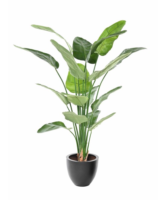 Kunstlik STRELITZIA NICOLAI