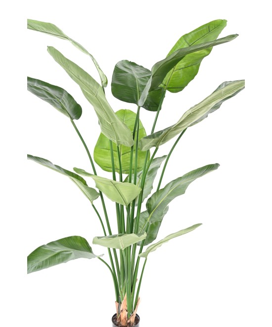 Kunstlik STRELITZIA NICOLAI