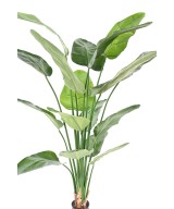Kunstlik STRELITZIA NICOLAI