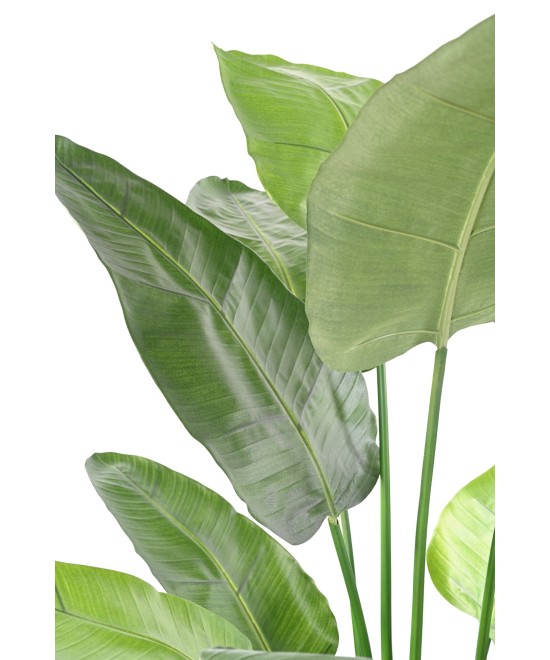 Kunstlik STRELITZIA NICOLAI