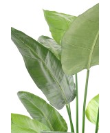 Kunstlik STRELITZIA NICOLAI