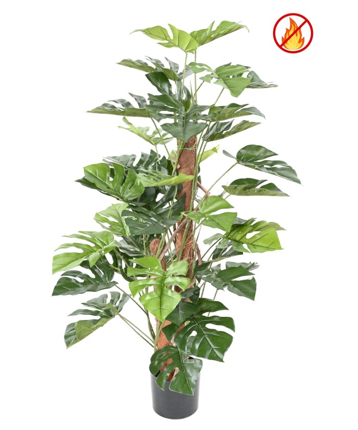 PHILODENDRON MONSTERA KOOKOSMAALAL FR - Tulekindel tehislill