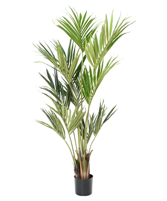 Kunstkentia ECO