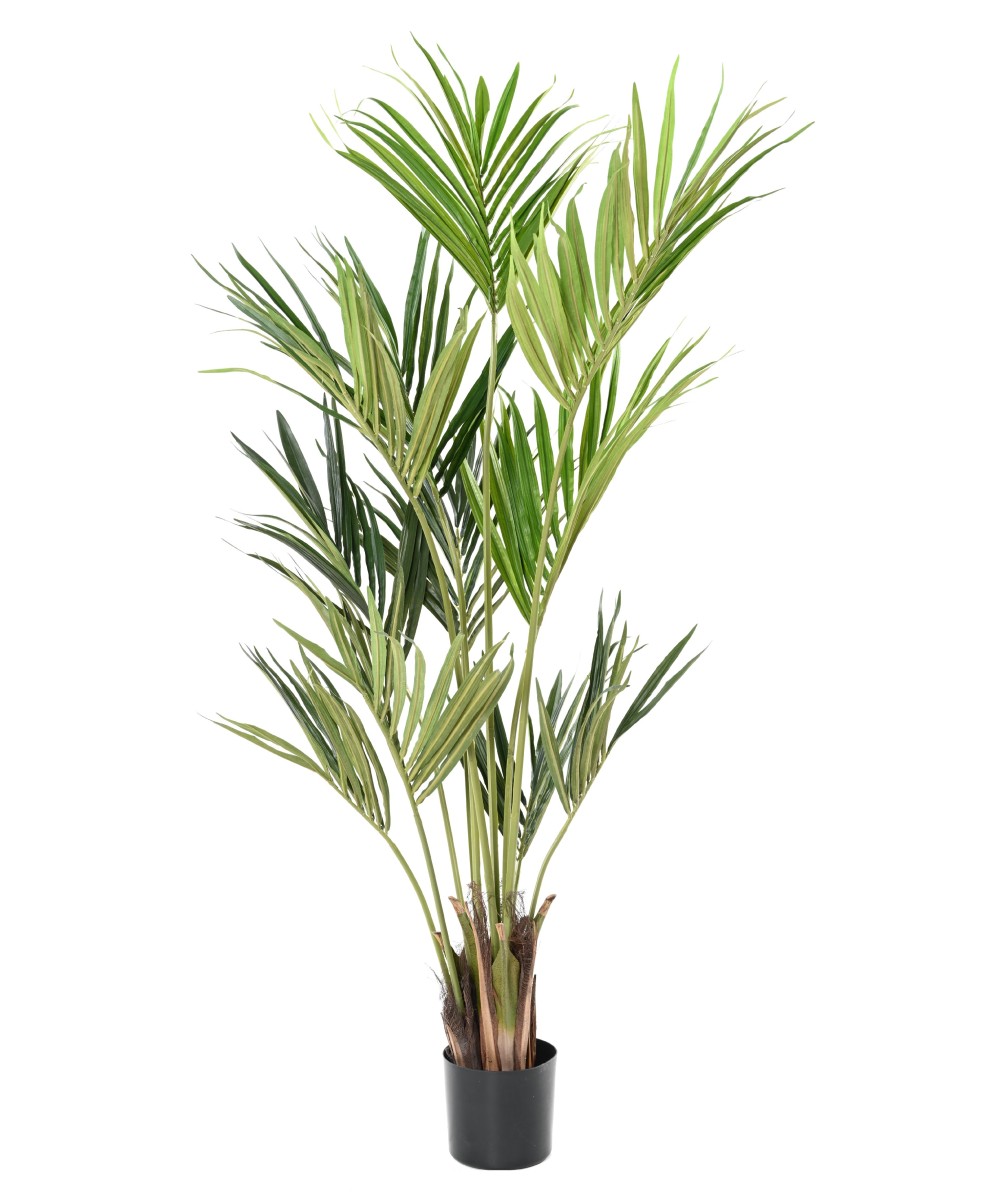 Kunstkentia ECO