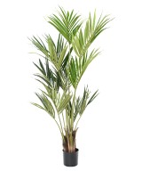 Kunstkentia ECO