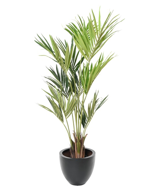 Kunstkentia ECO