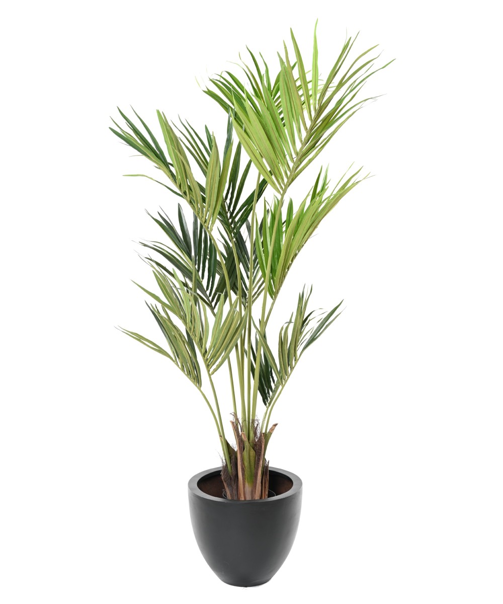 Kunstkentia ECO