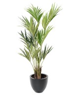 Kunstkentia ECO