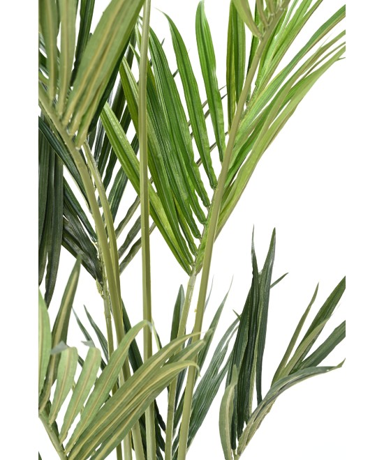 Kunstkentia ECO
