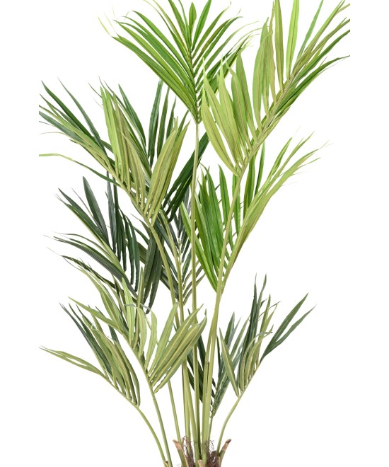 Kunstkentia ECO
