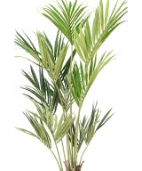 Kunstkentia ECO