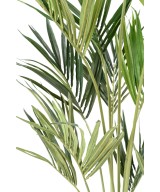 Kunstkentia ECO