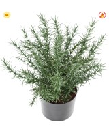 Artificial ROSEMARY POT 35 CM UV FR - UV RESISTANT/FIRE RESISTANT
