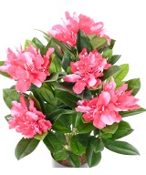Kunstlik RHODODENDRON 45 potis