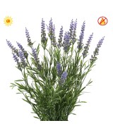 LAVENDLIPOTT 55 CM (plastik) UV-KINDEL - UV-KINDEL/TULEKINDEL