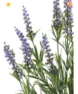 LAVENDLIPOTT 55 CM (plastik) UV-KINDEL - UV-KINDEL/TULEKINDEL