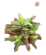Artificial CROTON 32 POT FR - Fire Resistant
