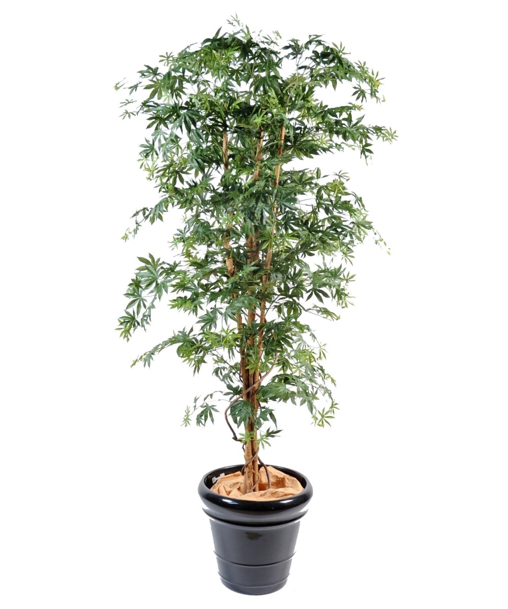 Artificial Aralia new (maple)