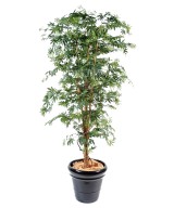 Artificial Aralia new (maple)