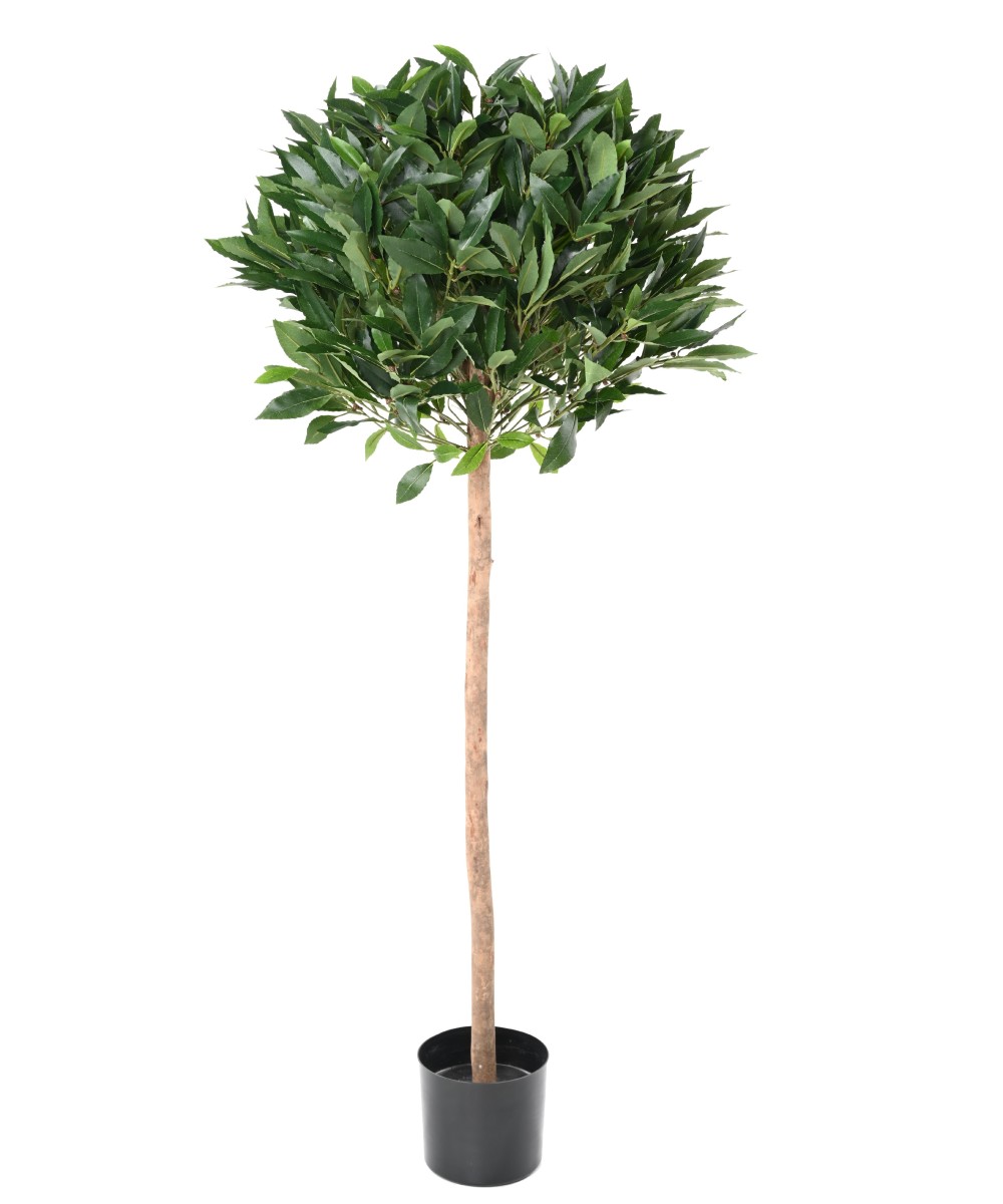 Kunstlik loorberipallvars 150 B