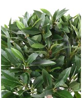 Artificial LAUREL BALL STEM 150 B