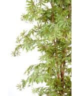 Artificial Aralia new (maple)