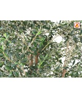 Artificial OLIVE TREE M FR - Fire Resistant