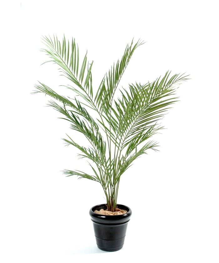 Kunstkentia uus palm