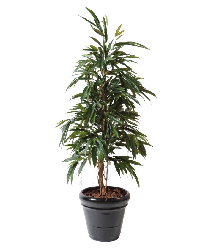 Kunstfikus ALII põõsas ROYAL