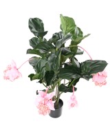 Kunstlill MEDINILLA 90 cm