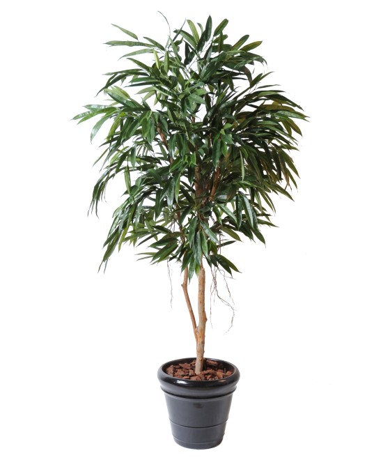 Artificial Ficus Alii Royal