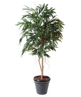 Artificial Ficus Alii Royal