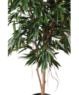 Artificial Ficus Alii Royal