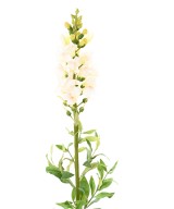 Artificial SNAPDRAGON