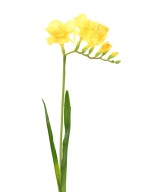 Kunstlik FREESIA