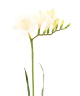 Kunstlik FREESIA