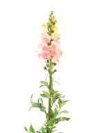 Kunstlik SNAPDRAGON