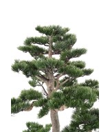 Kunstlik männipuidust bonsai Alpes 160