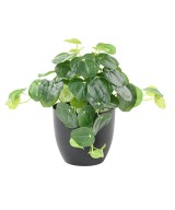 Kunstlik PILEA pott 39