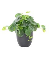 Kunstlik PILEA pott 39
