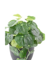 Kunstlik PILEA pott 39