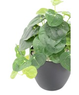 Kunstlik PILEA pott 39