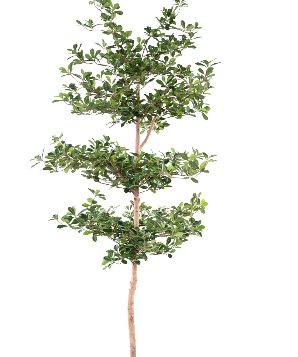 Artificial FICUS BLACK OLIVE MULTI-LAYERED 230