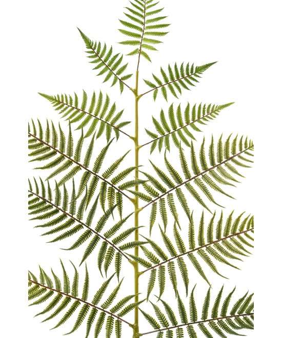Artificial GIANT FERN LEAF 140