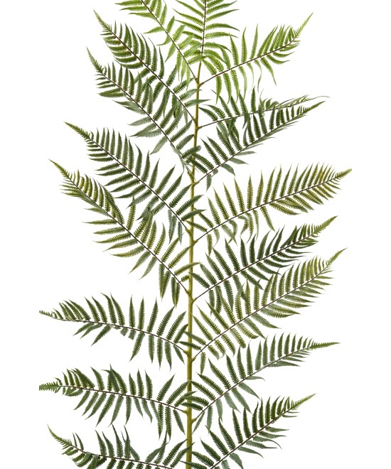 Artificial GIANT FERN LEAF 185