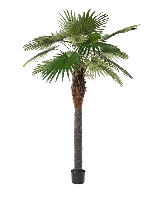 Kunstlik Camerus palmipuu (lehvikpalm)