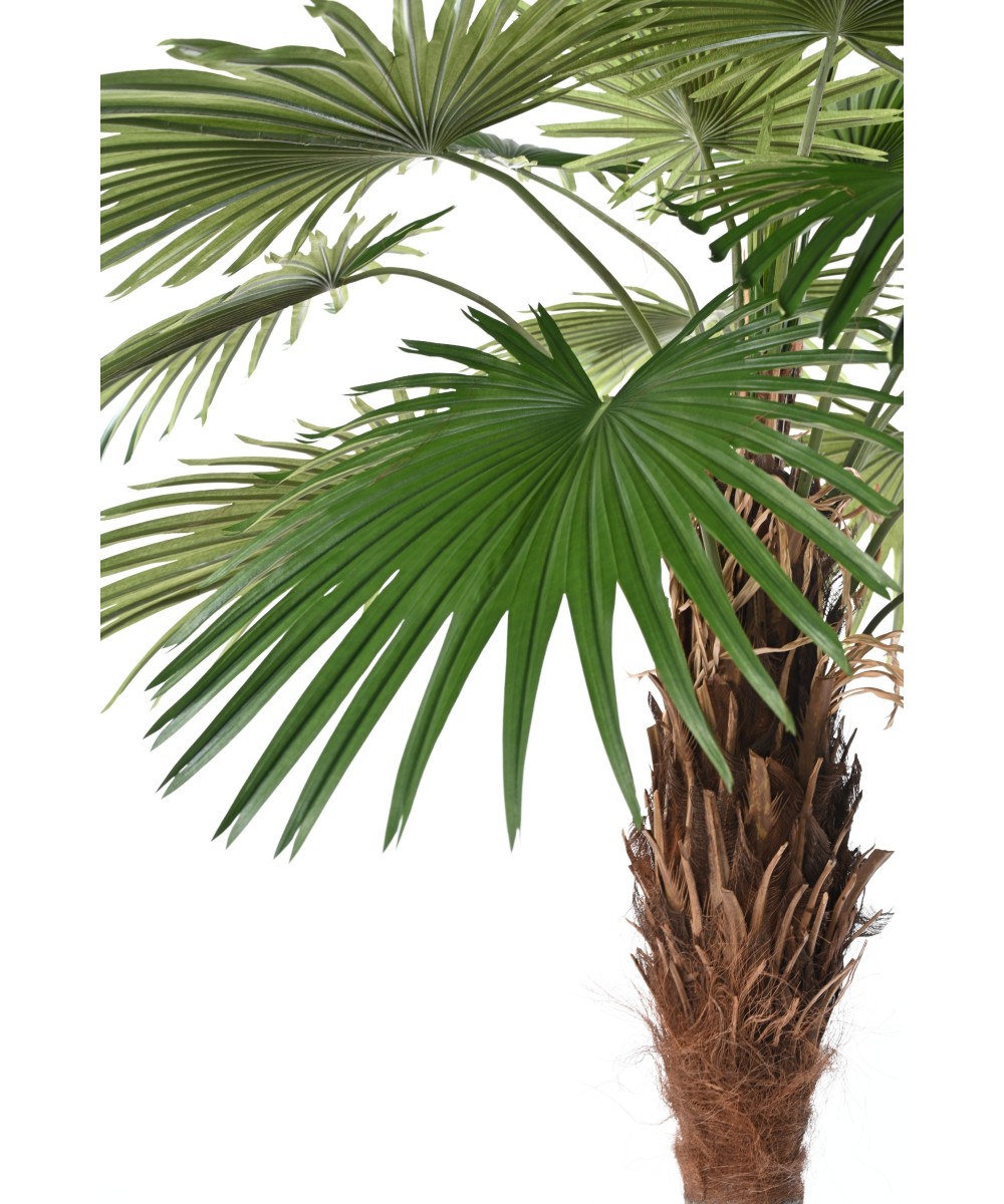 Kunstlik Camerus palmipuu (lehvikpalm)