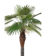 Artificial Camerus Palm Tree (Fan Palm)