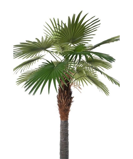 Kunstlik Camerus palmipuu (lehvikpalm)