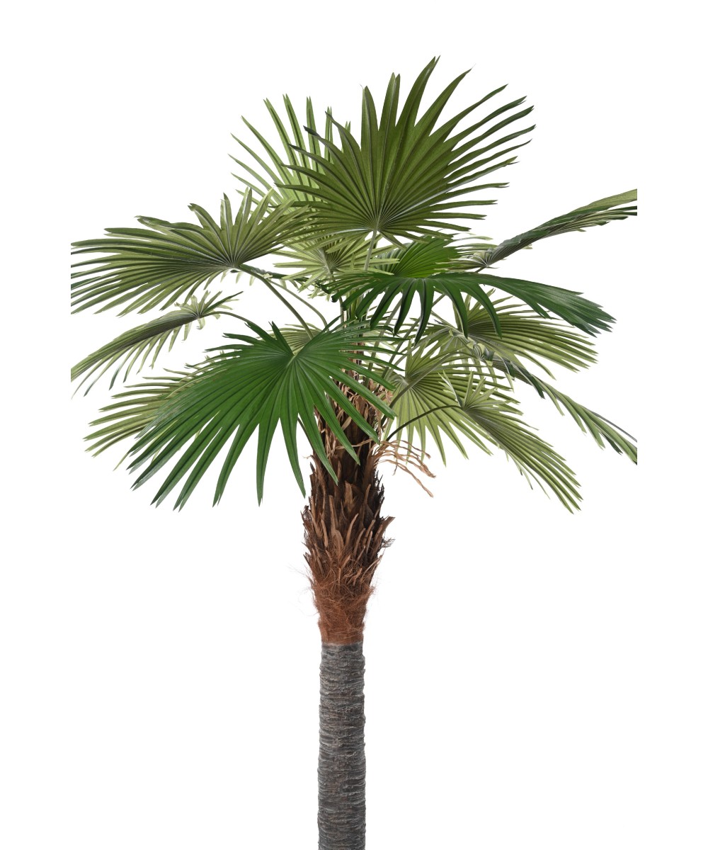 Kunstlik Camerus palmipuu (lehvikpalm)